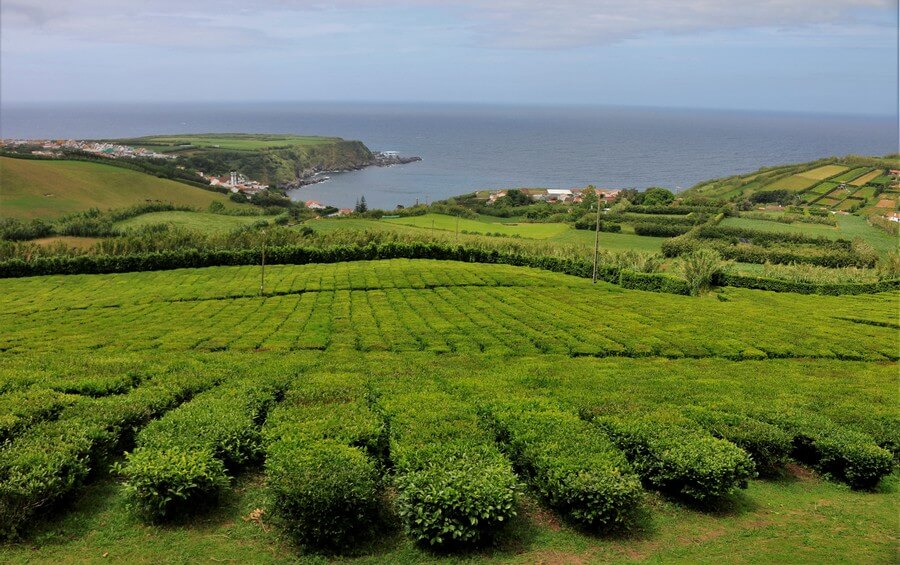 Фото: Чайные плантации на Сан-Мигел